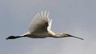 Eurasian Spoonbill