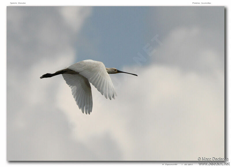 Eurasian Spoonbill, Flight