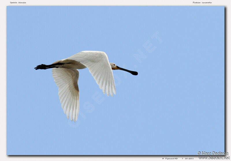 Eurasian Spoonbill, Flight