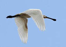 Eurasian Spoonbill