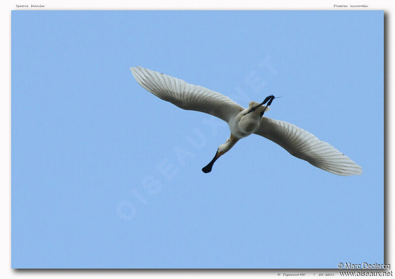 Eurasian Spoonbill, Flight