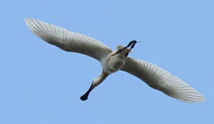 Eurasian Spoonbill