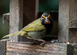 Yellow-faced Grassquit