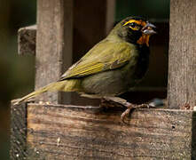 Yellow-faced Grassquit