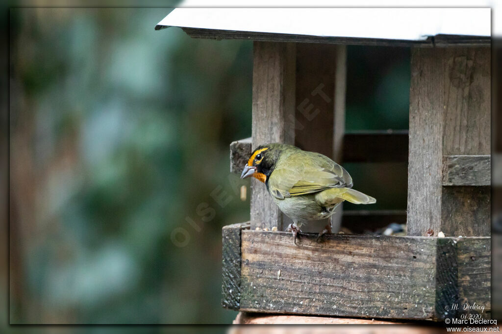 Yellow-faced Grassquit male adult