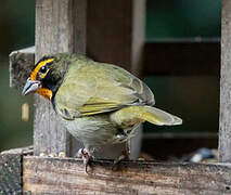 Yellow-faced Grassquit