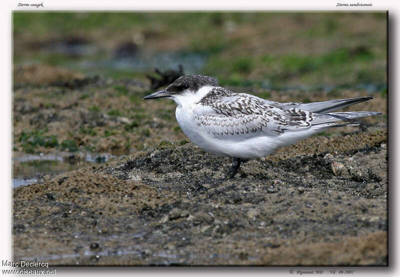 Sandwich Ternjuvenile, identification