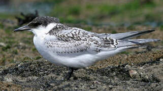 Sandwich Tern