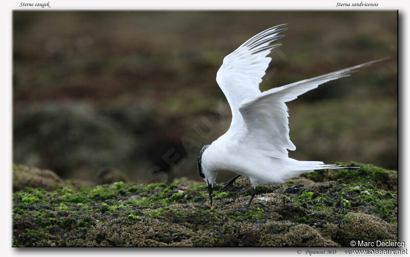 Sandwich Tern, identification, Behaviour