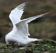 Sandwich Tern