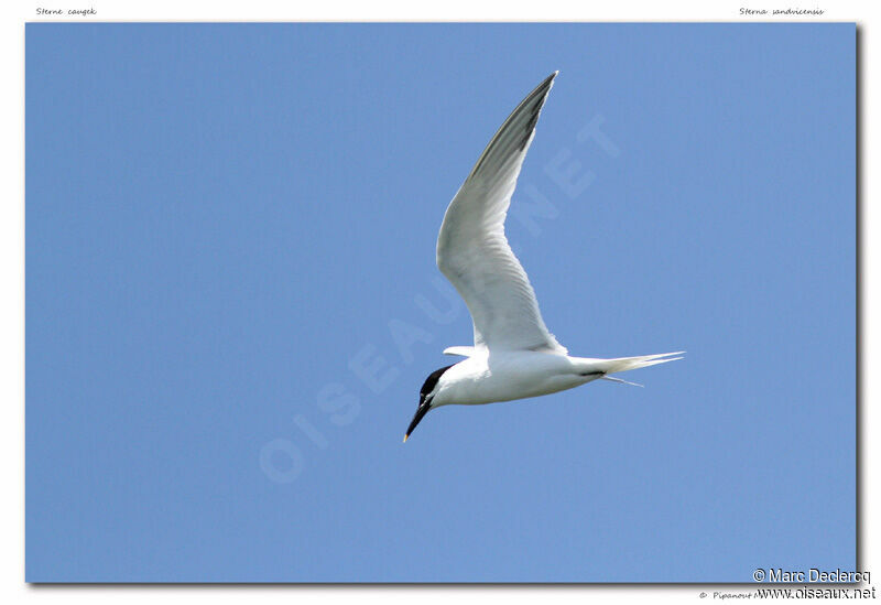 Sandwich Tern, Flight