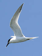 Sandwich Tern