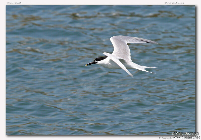 Sandwich Tern, Flight