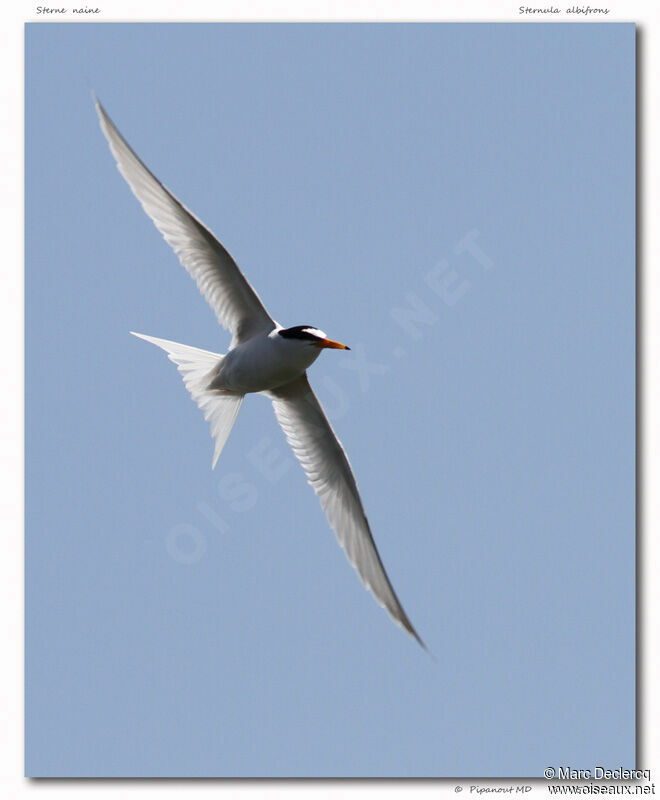 Little Tern, Flight