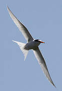 Little Tern