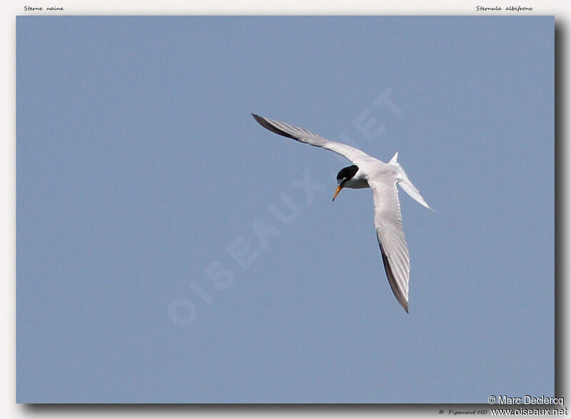 Little Tern, Flight