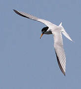 Little Tern