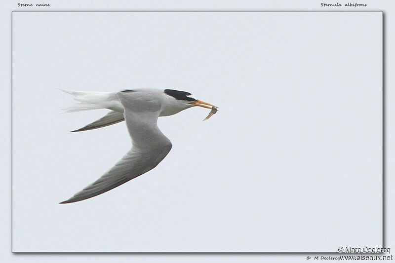 Little Tern, identification, Flight, feeding habits