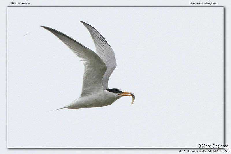 Little Tern, identification, Flight, feeding habits