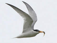 Little Tern