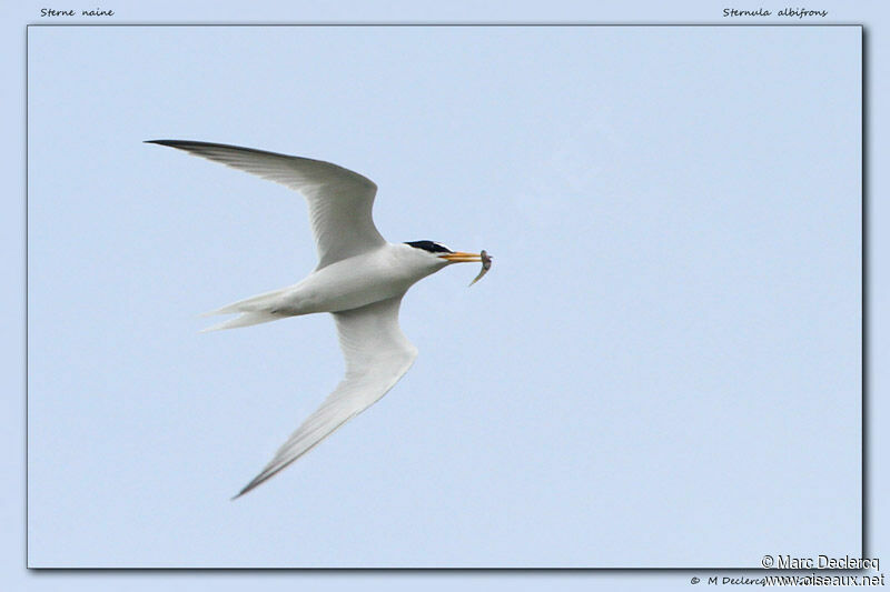 Sterne naine, identification, Vol, régime