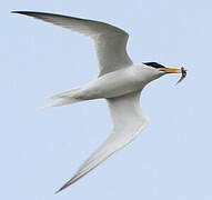 Little Tern