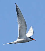 Common Tern