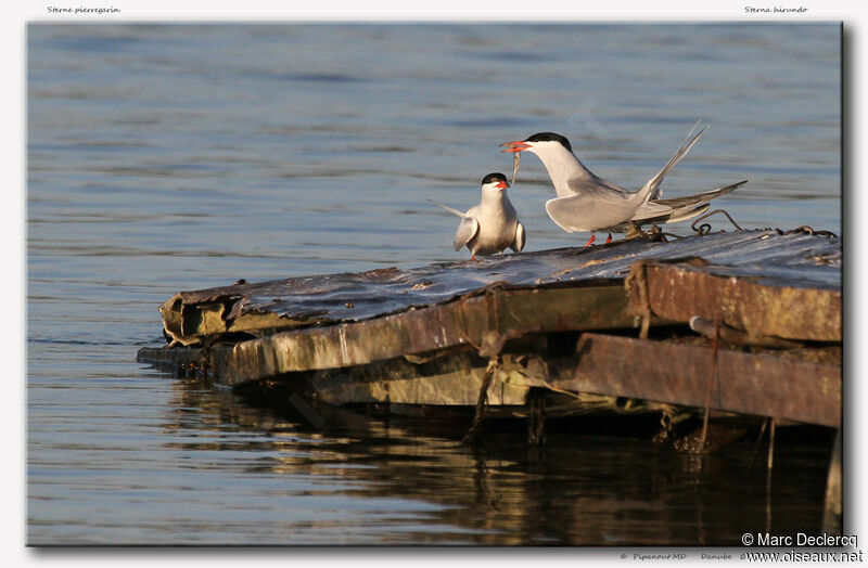 Sterne pierregarin, identification, régime, Comportement