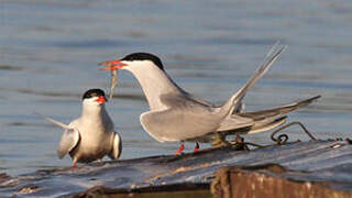 Common Tern