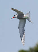 Common Tern