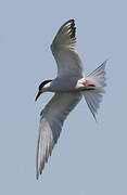 Common Tern