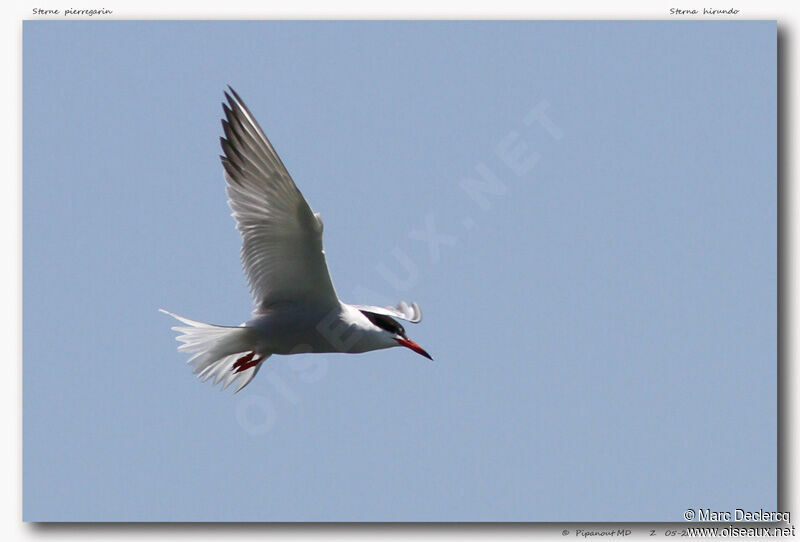 Common Tern, Flight