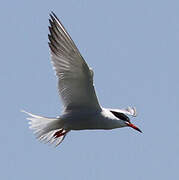 Common Tern