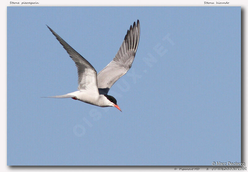 Common Tern, Flight