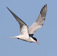 Common Tern