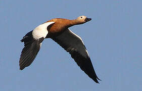 Ruddy Shelduck