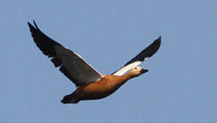 Ruddy Shelduck