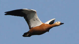 Ruddy Shelduck