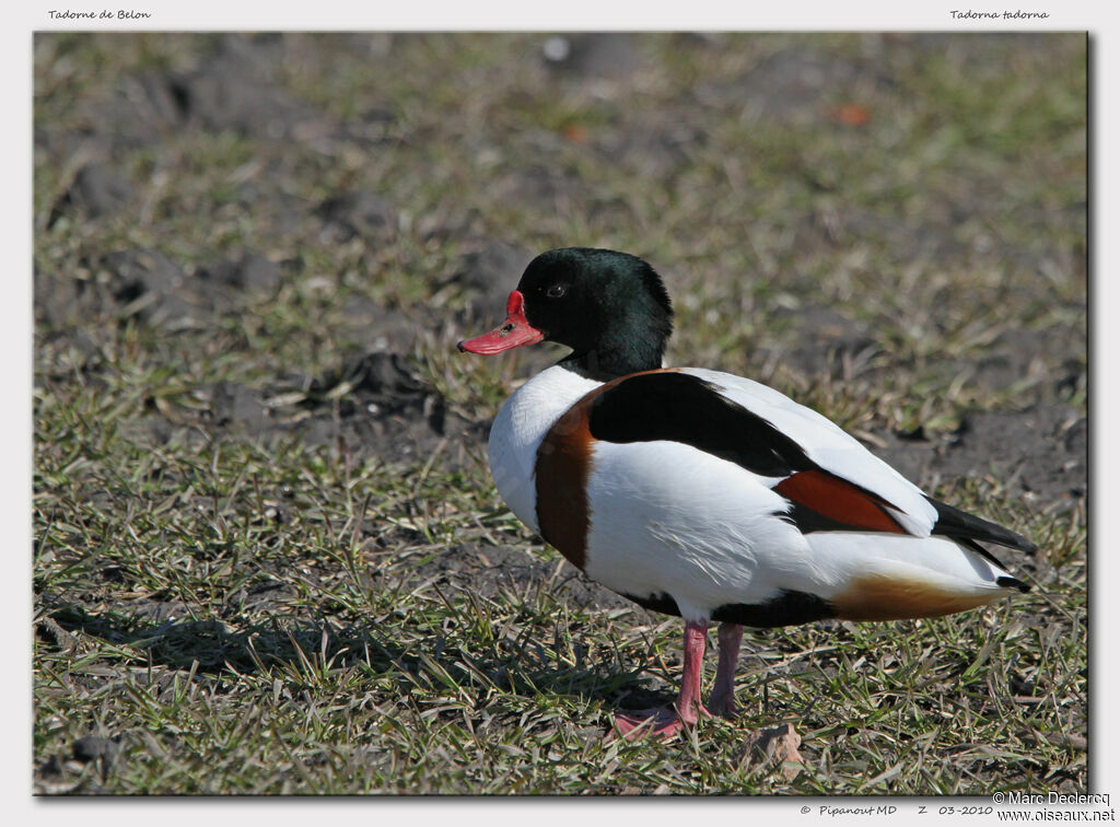 Common Shelduck