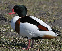 Common Shelduck