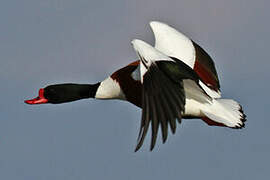 Common Shelduck