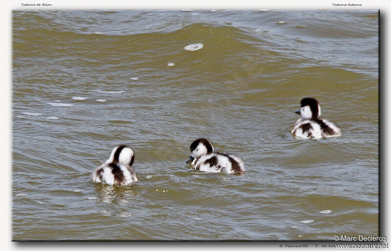 Tadorne de Belonjuvénile, identification