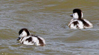 Common Shelduck