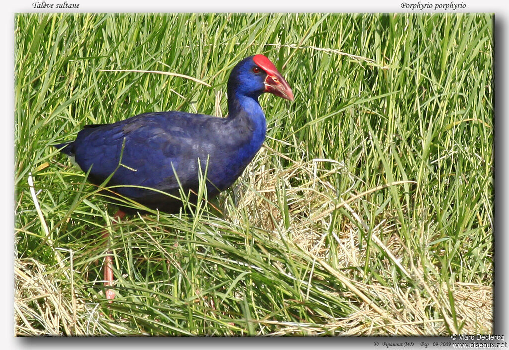 Talève sultaneadulte, identification