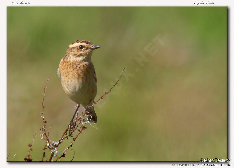 Whinchat, identification