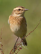 Whinchat