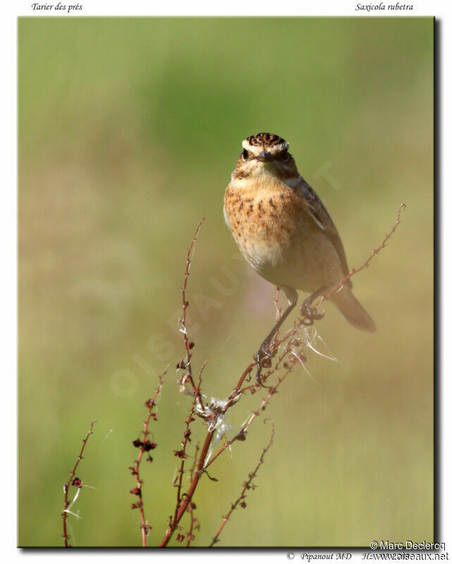 Tarier des prés, identification