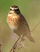 Whinchat