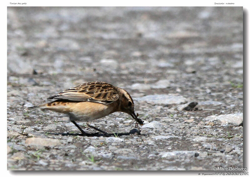 Tarier des prés, identification, régime