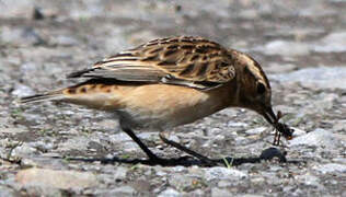 Whinchat